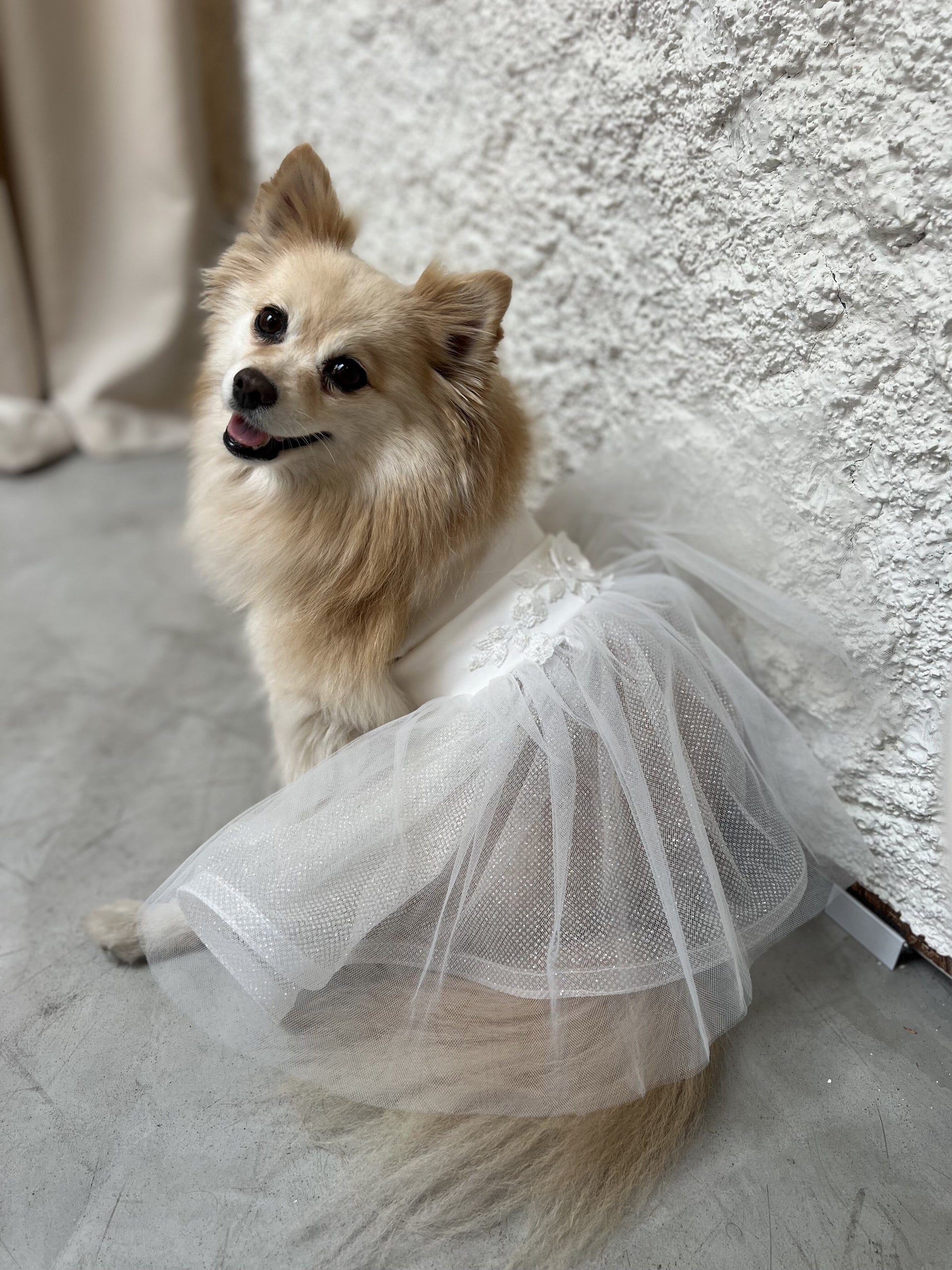 Ropa de lujo sales para perros